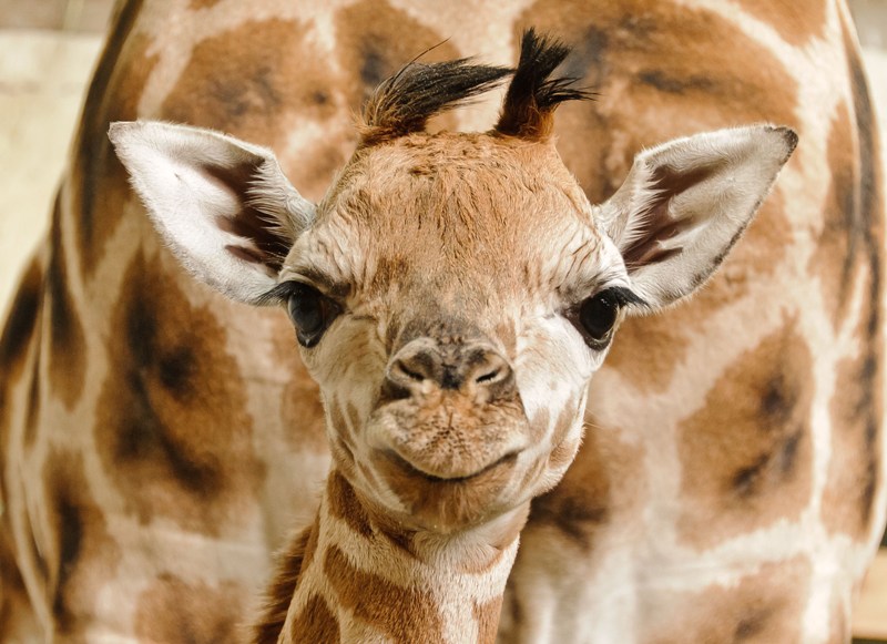 70. žirafa narozená v Zoo Praha, foto (c) Miroslav Bobek